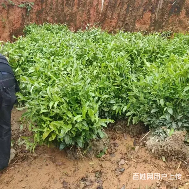 六堡群体种茶叶苗、梧州六堡茶苗供应 - 图片 4