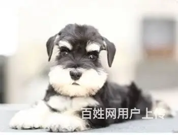 广州迷你雪纳瑞犬价格 狗舍直销 包纯种健康签协议 - 图片 12