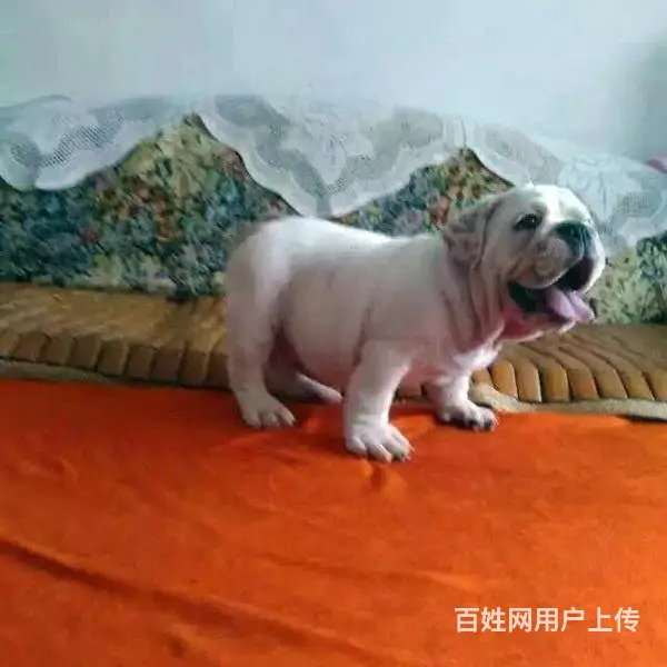 天门卖法斗的基地 哪里有法斗交易市场 - 图片 3