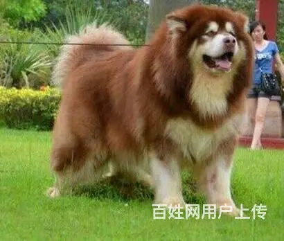 纯种阿拉斯加幼犬，包售后，疫苗驱虫齐全。 - 图片 4