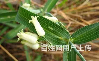 湖北百草堂黄精种植知名度很高，指导支持事业稳定成功 - 图片 2