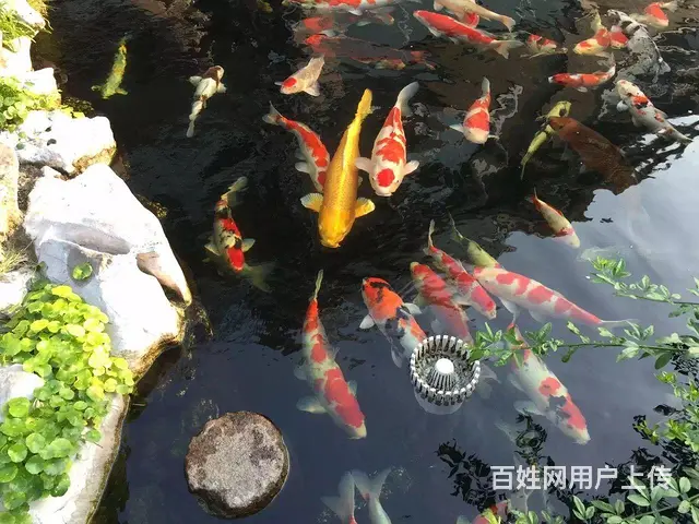 渔匠锦鲤养鲤场批发、零售锦鲤鱼 - 图片 1