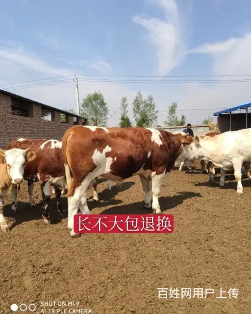 出售大小西门塔尔牛夏洛莱牛利木赞牛 - 图片 1