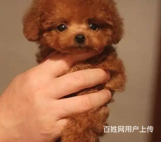 玩具 茶杯泰迪 灰色 白色 咖啡色 品质健康保 - 图片 4
