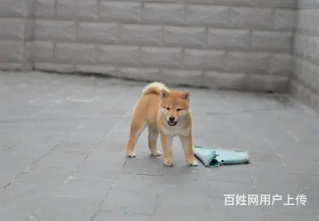 赛级血统柴犬 可现场挑选 保一年健康 - 图片 9