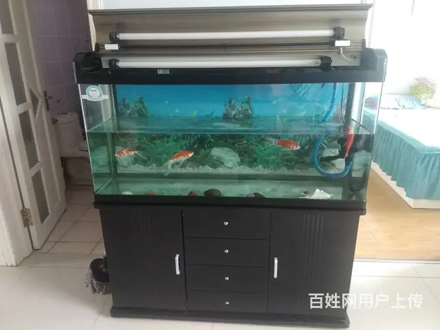 鱼缸，观赏鱼缸 - 图片 2