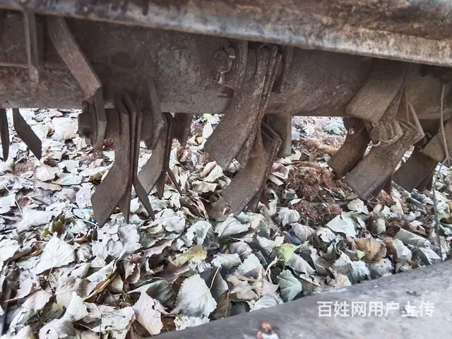 英虎 - 图片 2