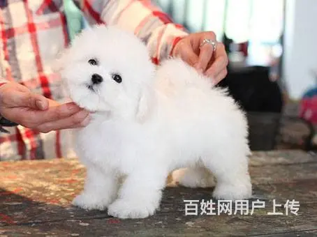 出售纯种赛级比熊犬 终身售后三包 - 图片 8