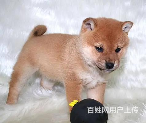 哪里出售柴犬 纯种日系柴犬 纯种柴犬幼犬 - 图片 1