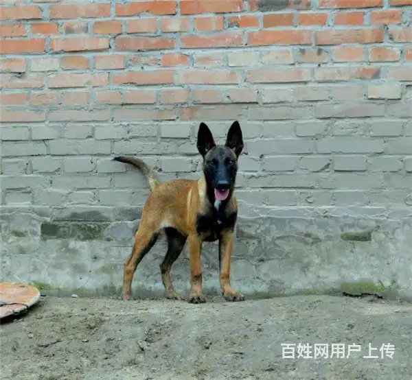 吕梁好的马犬哪里有卖，好的马犬如何挑选 - 图片 7