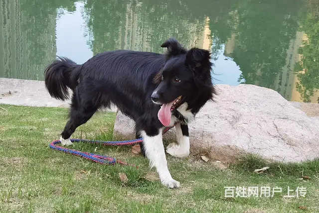 边牧串串免费领养 - 图片