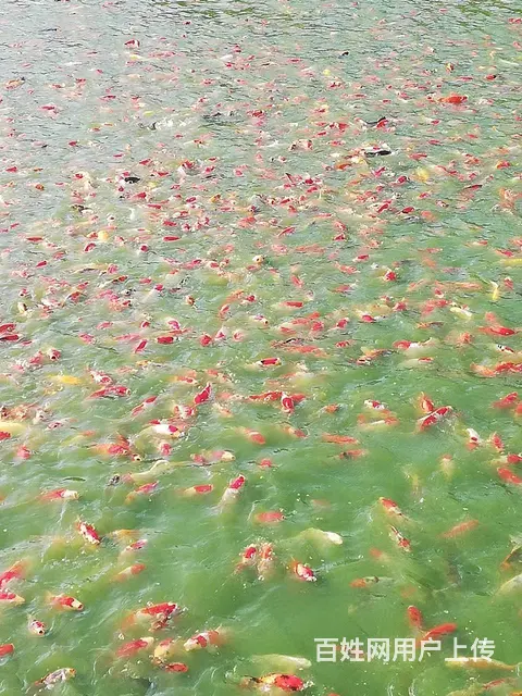 【观赏鱼批发中心】锦鲤鱼批发零售 - 图片 4