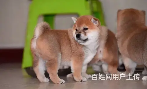 承德柴犬怎么卖 家养柴犬 疫苗齐全 - 图片 8
