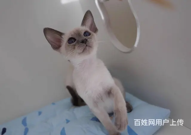 哪里有暹罗猫卖的 暹罗猫价格 多少钱一只 - 图片 2