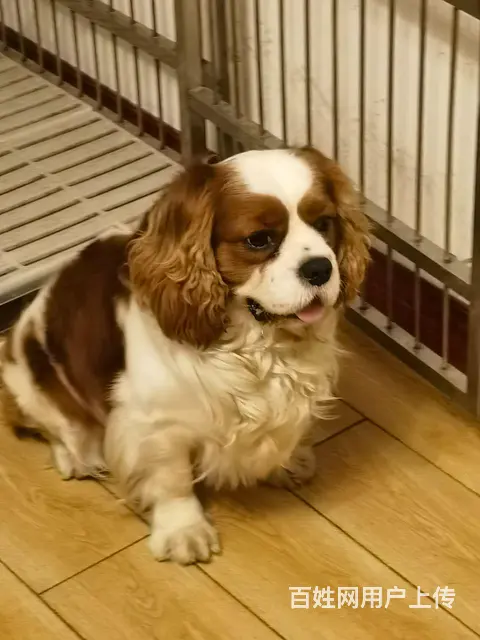 骑士查理王犬 - 图片
