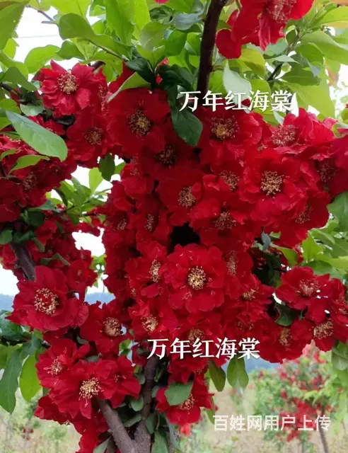 抚顺顺城名气大的灌木今日报价 - 图片 1