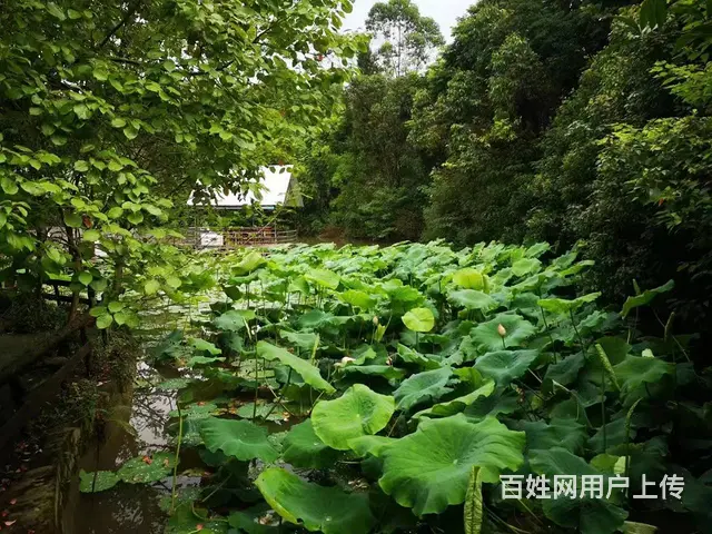 精选）大马路边农家乐出租或者出售 - 图片 6