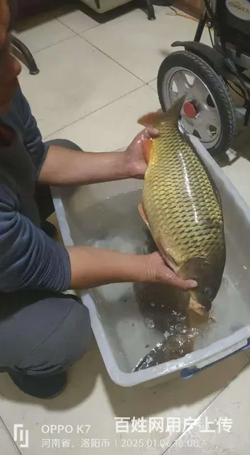 出纯野生花鲢，仅限洛阳市区，自提，活鱼要提前预订， - 图片 1