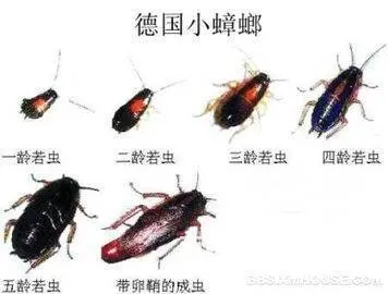 广汉杀虫公司灭老鼠灭蟑螂 - 图片 1