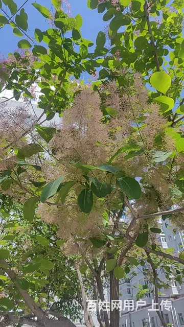 ♥龙腾壹号院，12楼，91平，两室两厅一卫，毛坯房，不含维修 - 图片