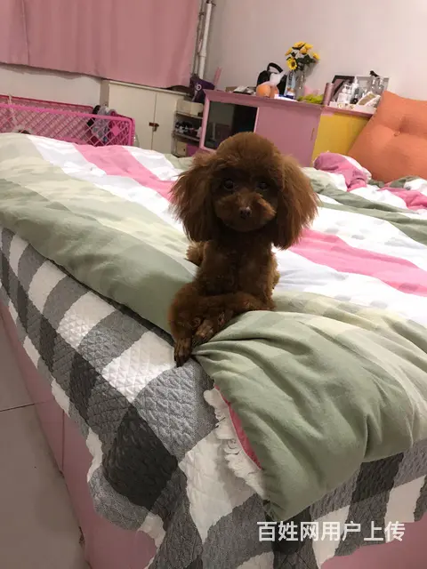 寻爱犬求关注 - 图片 2