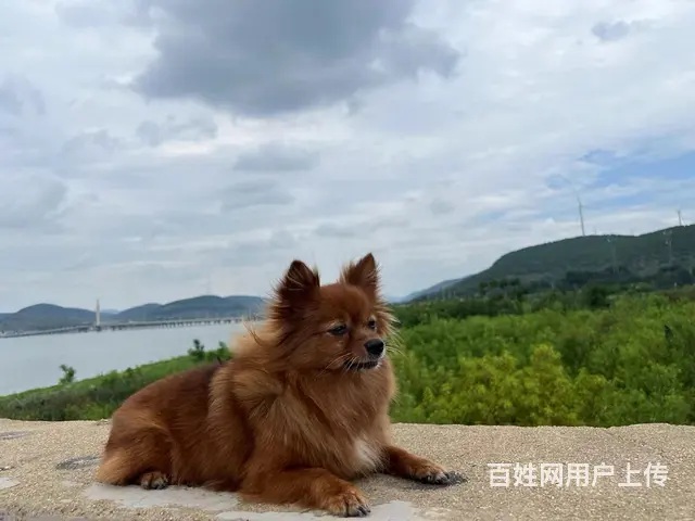 重金寻狗 - 图片 5