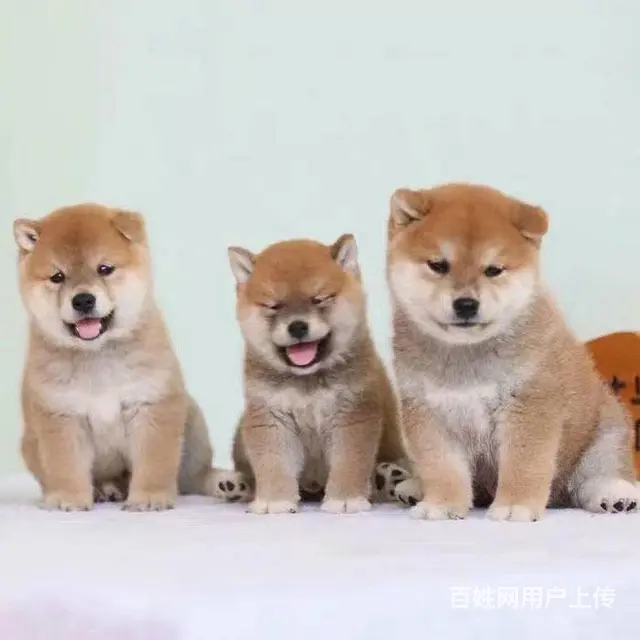 纯种日本柴犬多少钱 北京哪里有卖柴犬 纯种柴犬价格 - 图片 5