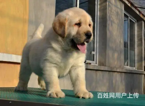 拉布拉多幼犬出售，纯种拉布拉多，自己繁殖纯种保证 - 图片 9