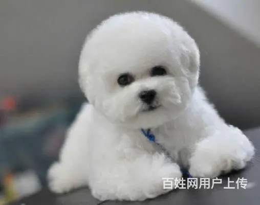 出售纯种比熊犬幼犬 棉花糖宝宝 北京法国比熊犬 - 图片 8