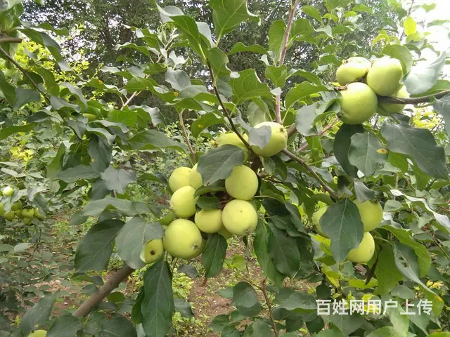 长春黑土哪里好、鹿粪鸡粪 花园肥料 ？ - 图片 3