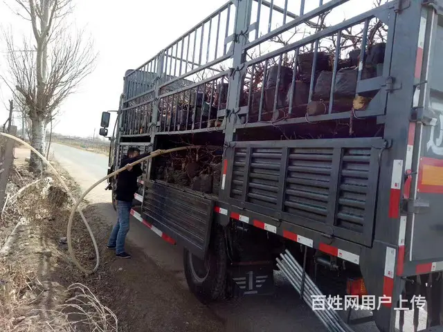 盆景苹果树 果树盆景 占地树(基地直销)盆景批发 - 图片 2