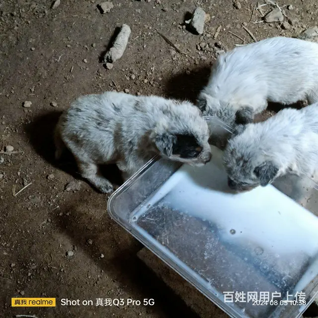 非常漂亮的犬种 - 图片 3
