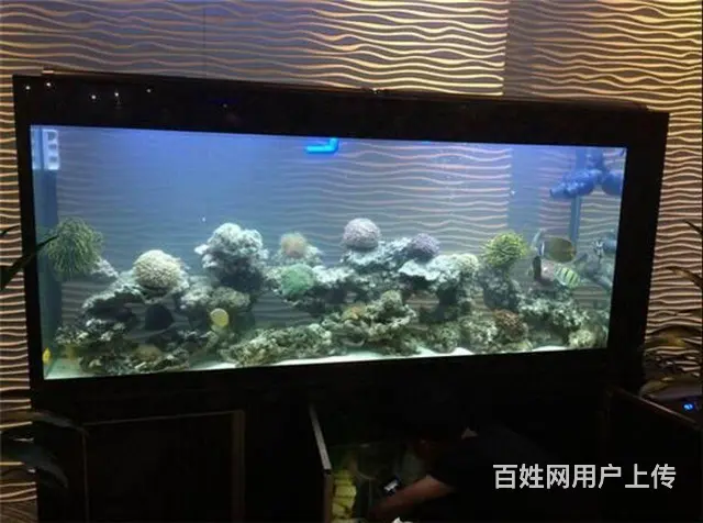 水簇服务 鱼缸换水清洗 鱼缸维修保养 - 图片 11