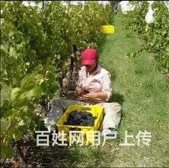 正规出国劳务/年薪45万/（项目保签）澳洲工作签证 - 图片 10