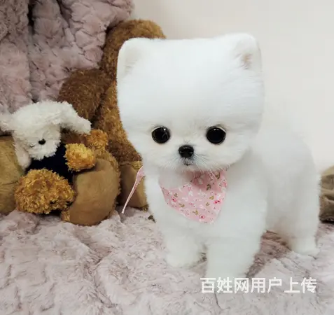 广州正规狗场 广州哪里有卖博美俊介犬 包纯种健康 - 图片 4