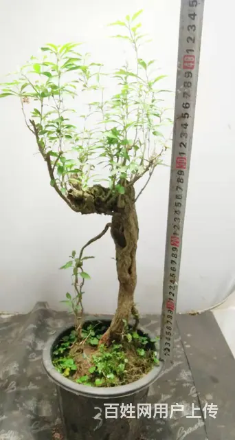 德聚缘花木盆景达人盆景总监盆景艺术总监杨世毅先生 - 图片 1