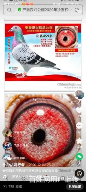 出售信鸽，肉鸽需要的联系 - 图片 7