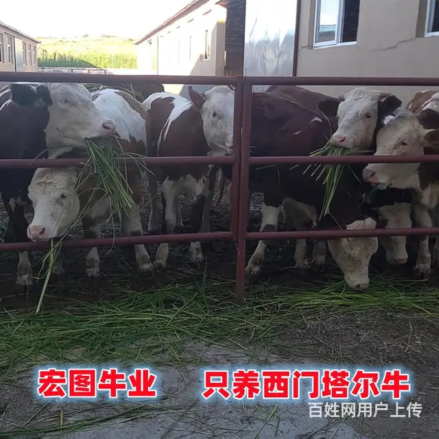 四五百斤 西门塔尔小母牛 的价格 - 图片 1