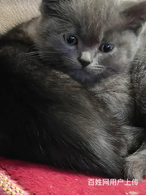 英短猫自己家猫生的。 - 图片 3