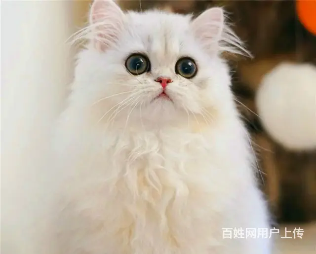 贵州黔南双血统金吉拉猫舍直销 - 图片 8