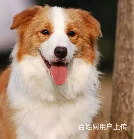 辽阳血统边牧哪里有卖，血统边牧一般多少钱 - 图片 3