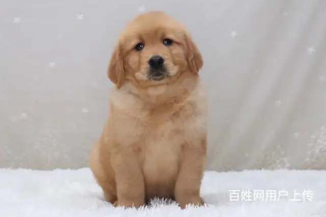 大头宽嘴金毛幼犬 黄金猎犬 纯种金毛犬出售 - 图片 12