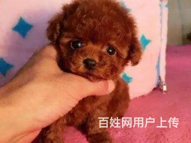 承德泰迪多少钱一只 泰迪价格 茶杯犬泰迪 - 图片 8