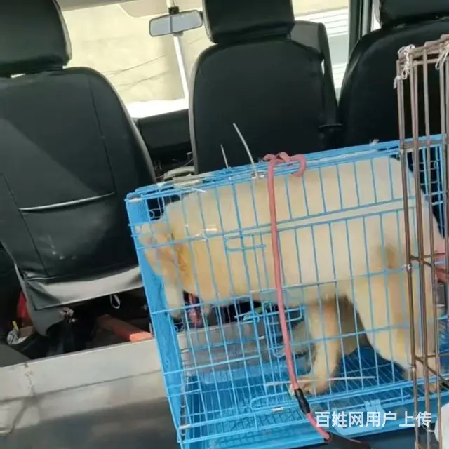 您家的宠物交给我保证让您放心 - 图片 2
