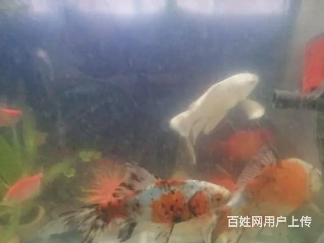 国狮金鱼，糖果天使鱼 - 图片 11
