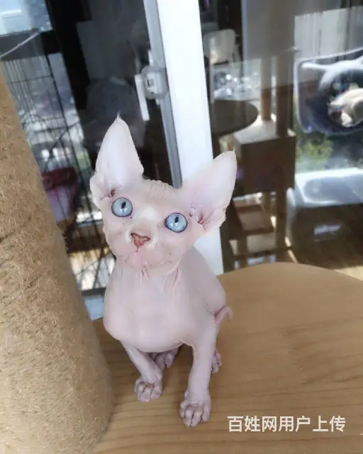 常州斯芬克斯无毛猫 疫苗驱虫已做好 欢迎咨询 - 图片 4