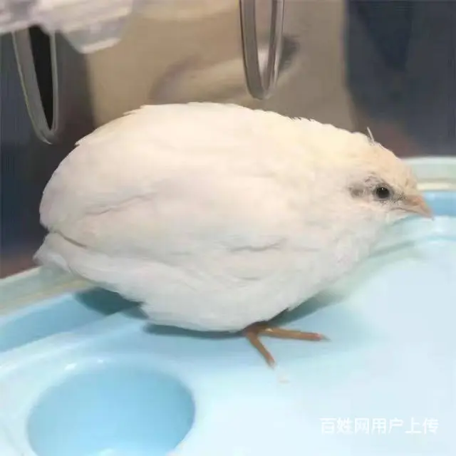 杭州芦丁鸡哪里有卖联系电话 - 图片