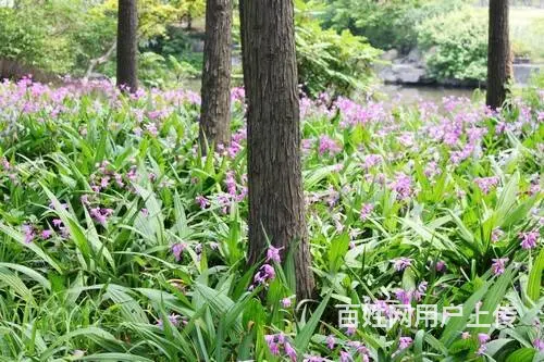 湖北百草堂白芨种植在家创业优选，技术成熟农户都说好 - 图片 2