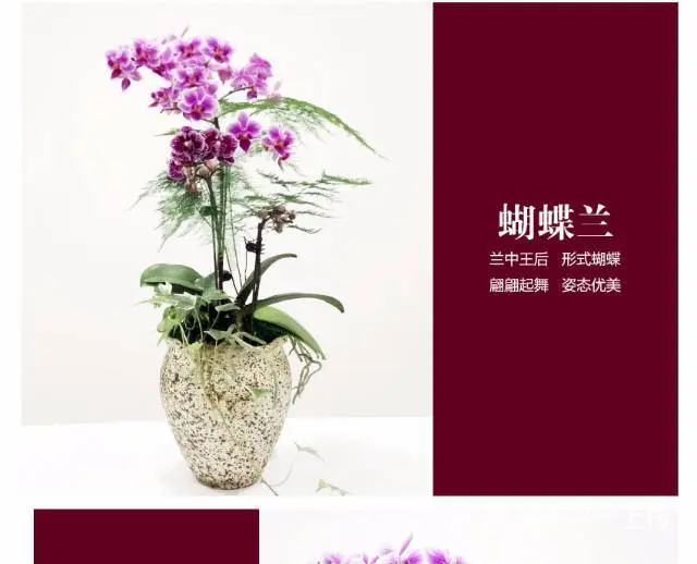 兰花，金钱树，发财树，办公室小盆栽销售 - 图片 6