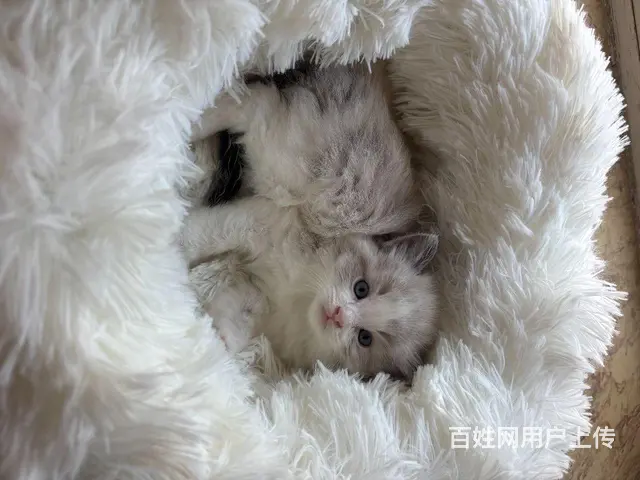 自家布偶，缅因猫崽出售 - 图片 5